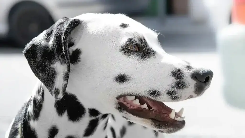 How to Take Care of Dog’s Teeth