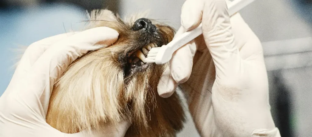 brush your dog teeth