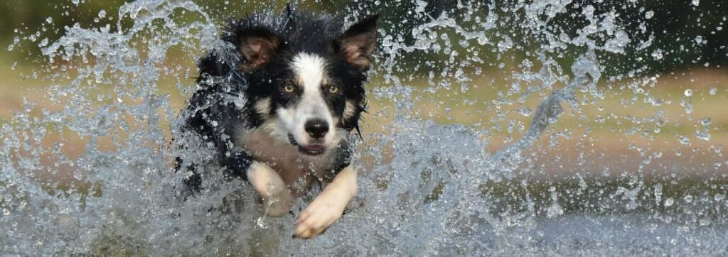 dog running in water