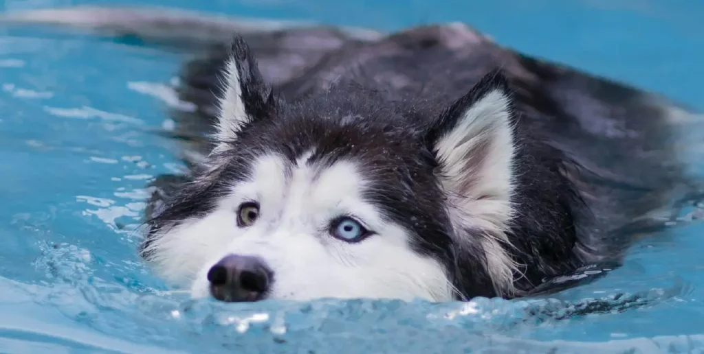 dog swimming in a pool