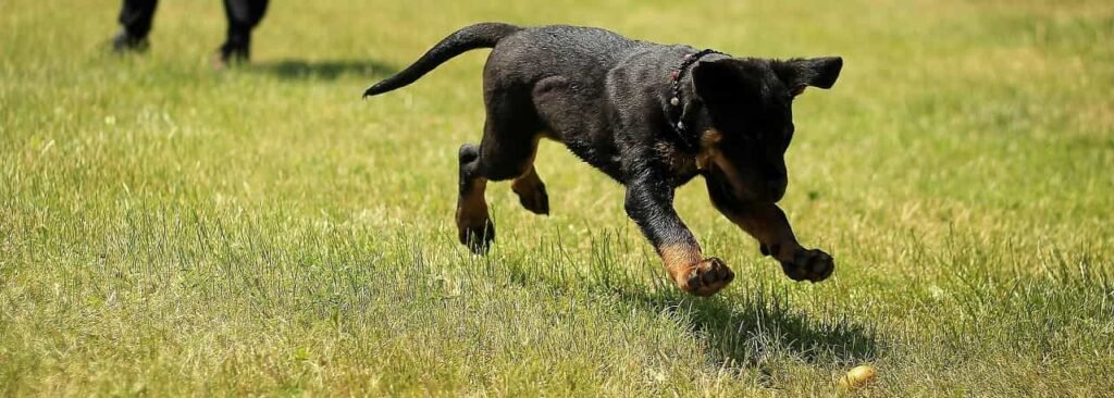 exercise for dogs