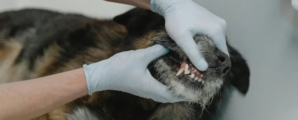 taking care of dog teeth