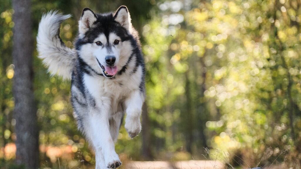 Dog Training and Behavior Management