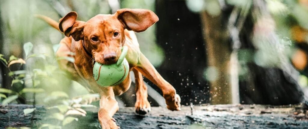 dog behavior change