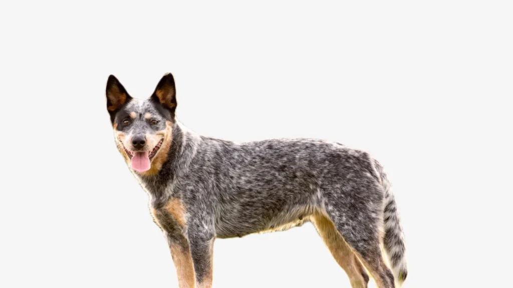 Australian Cattle Dog