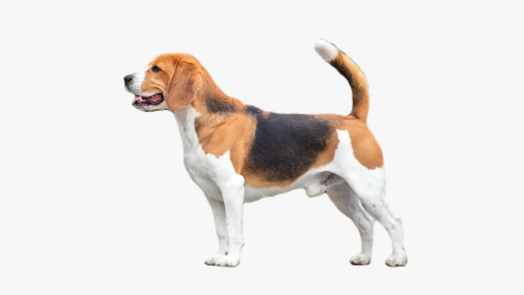 Beagle dog breed