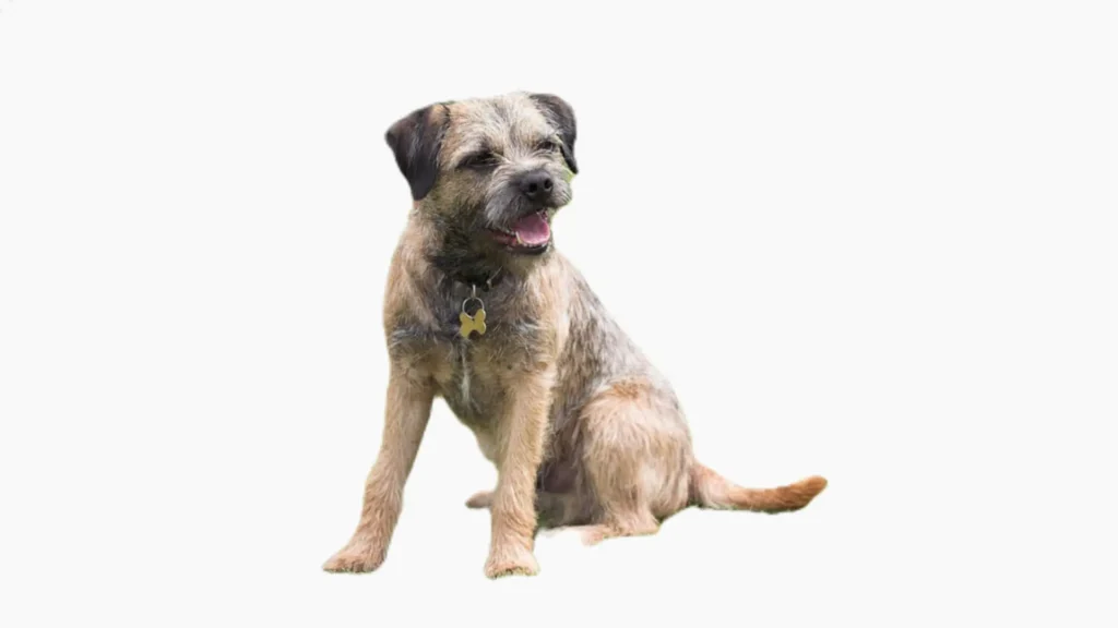 Border Terrier dog breed