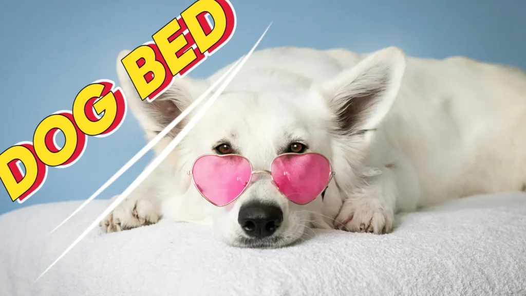 HOW TO CHOOSE DOG BED
