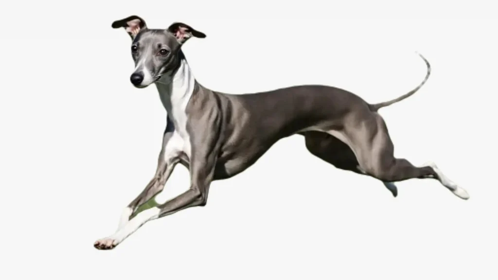 Italian Greyhound dog breed
