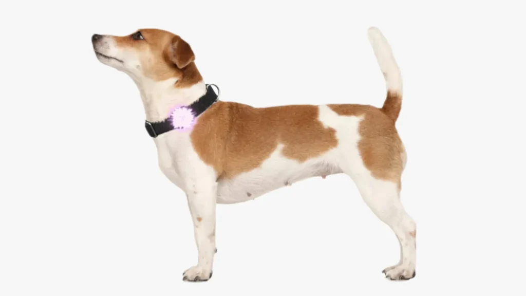 Jack Russell Terrier dog breed