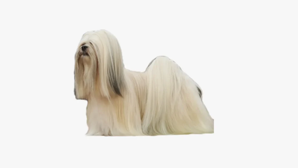 Lhasa Apso dog breed