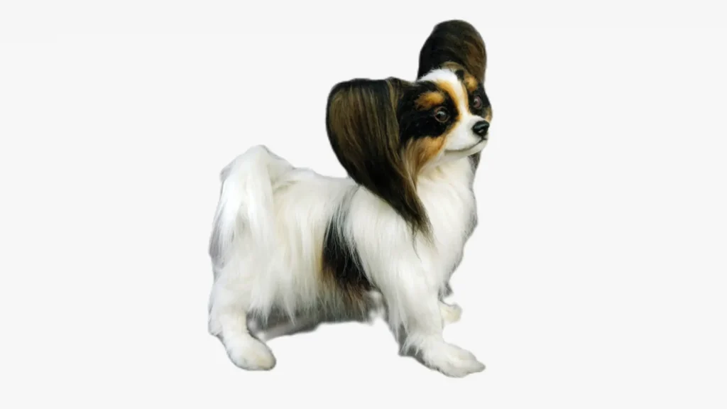 Papillon dog breed