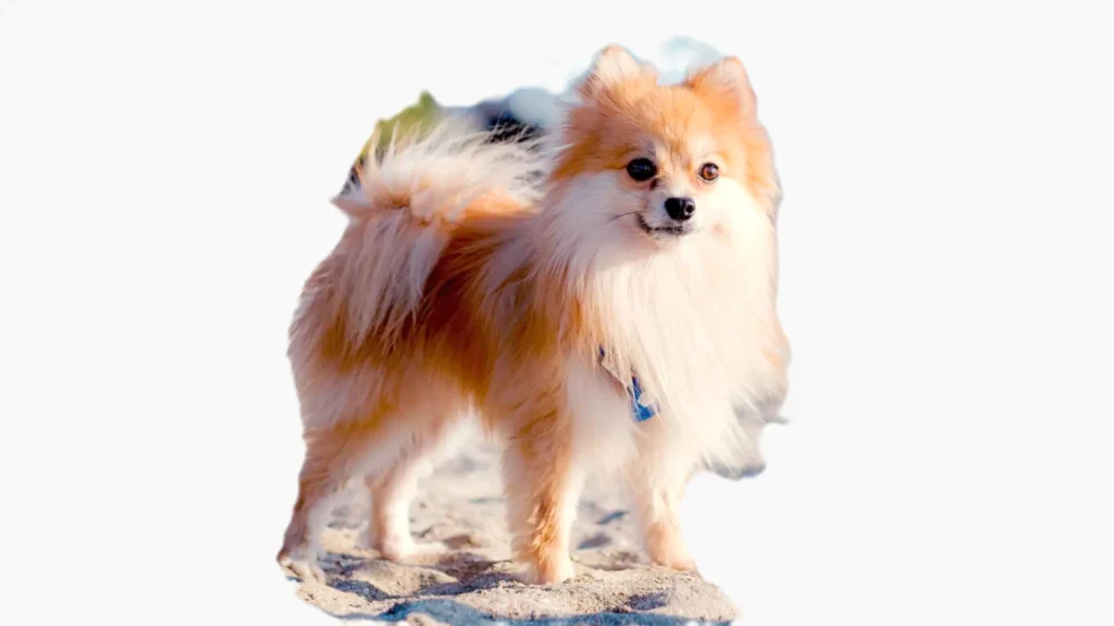 Pomeranian dog breed