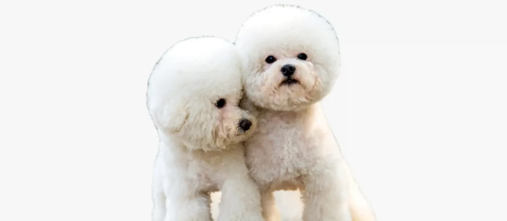 Toy Poodle dog breed