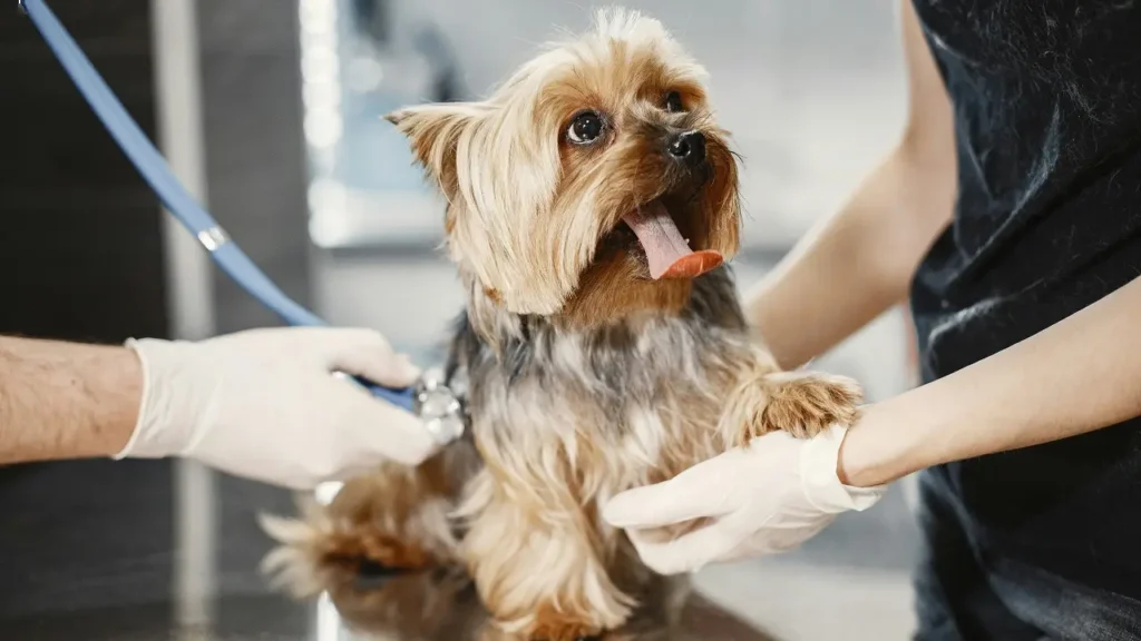 When to call a vet