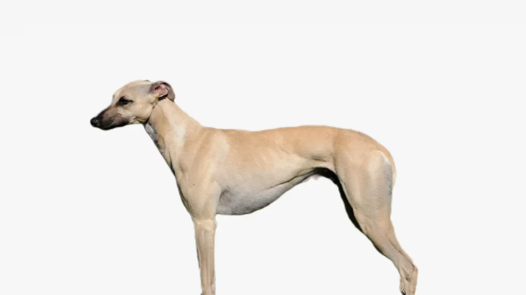 Whippet dog breed