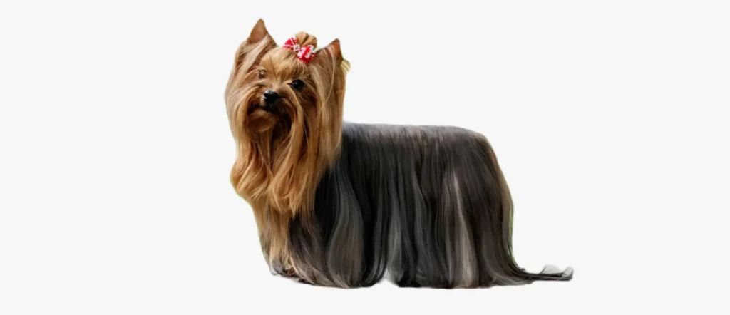 Yorkshire Terrier dog breed