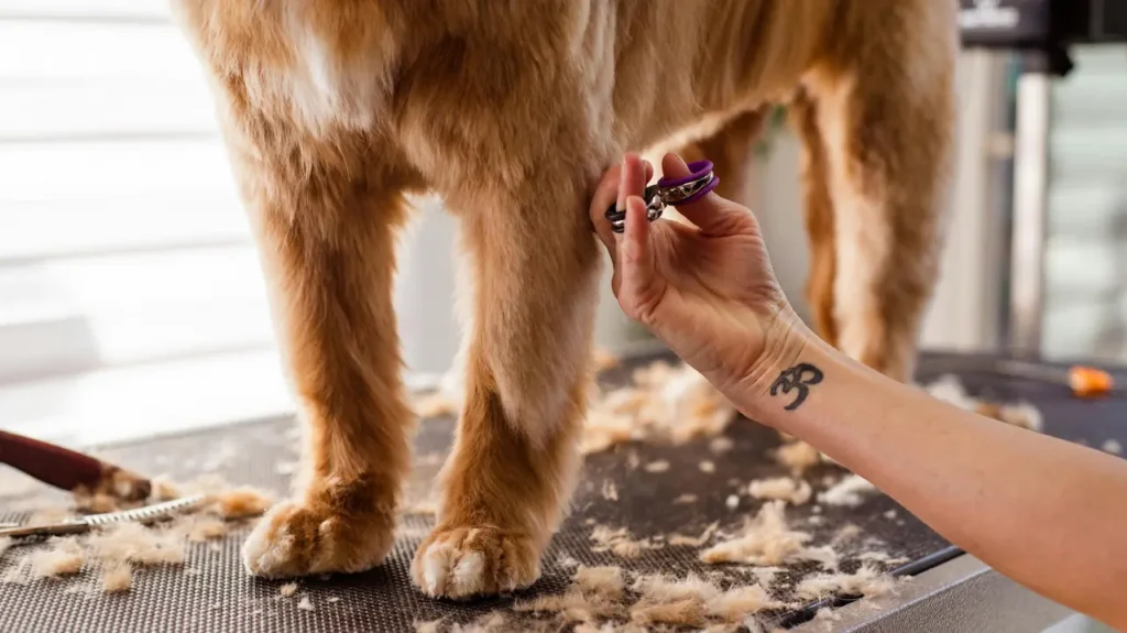 dog grooming supplies