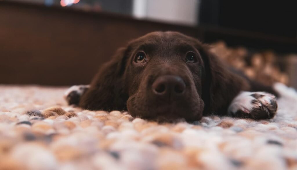 dogs with stomach upset