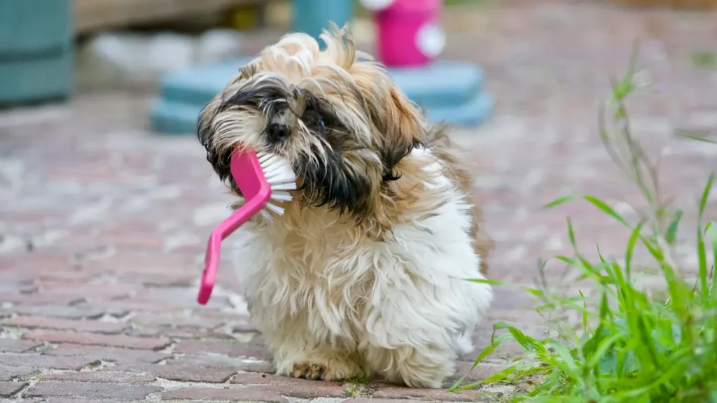 eating non food items by dogs