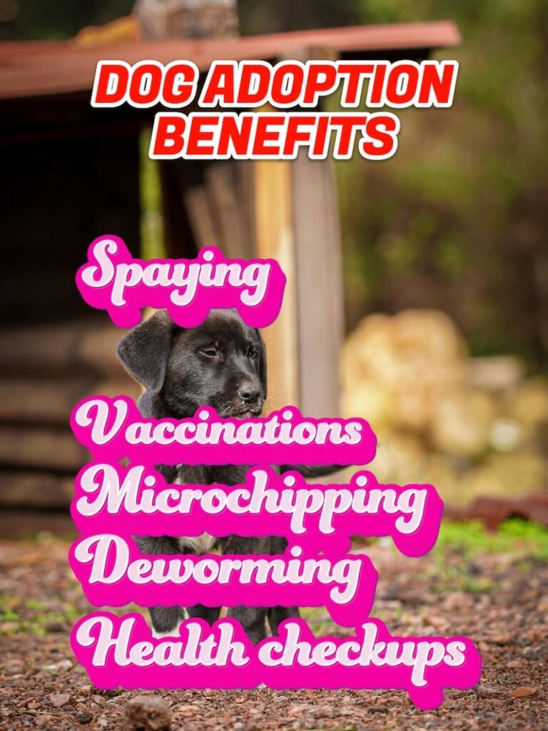 shelter dog adoption