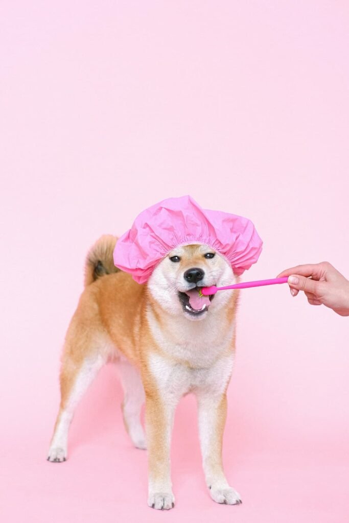 toothbrush for dogs