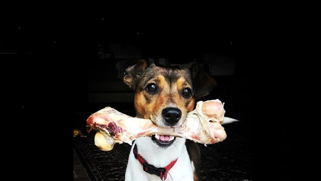 bones for dogs
