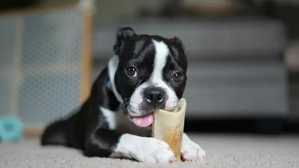 dog chewing bones