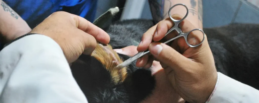 ear cleaning for dogs