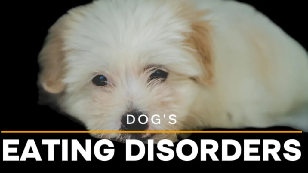 eating disorders in dogs