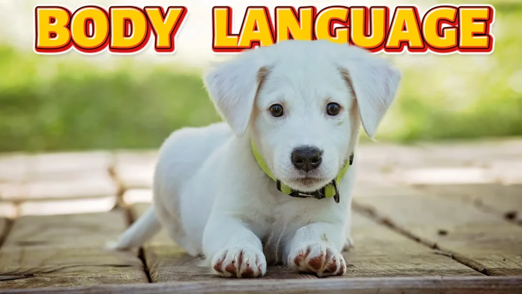 BODY LANGUAGE OF DOGS
