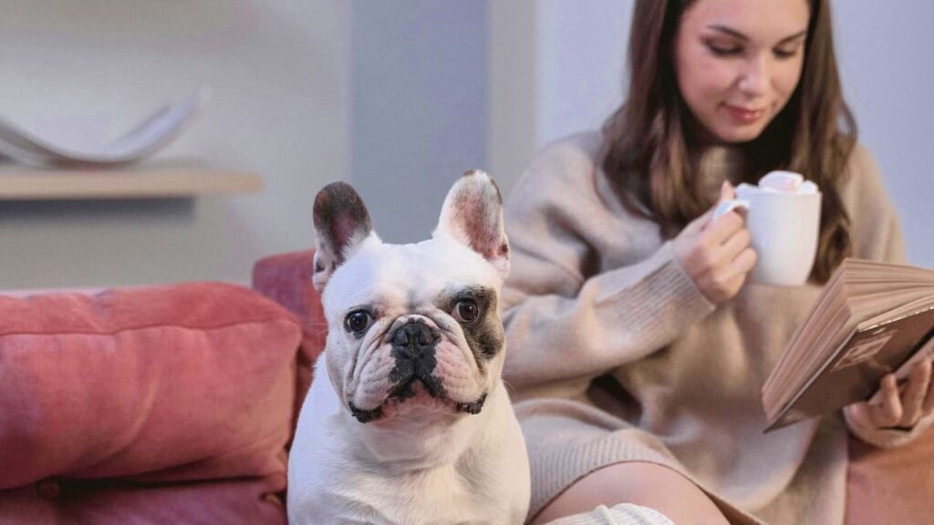 Bulldog