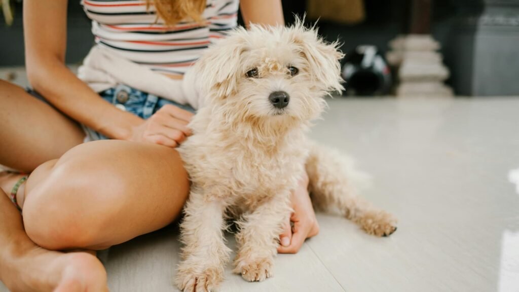 Dog Breeds for Families