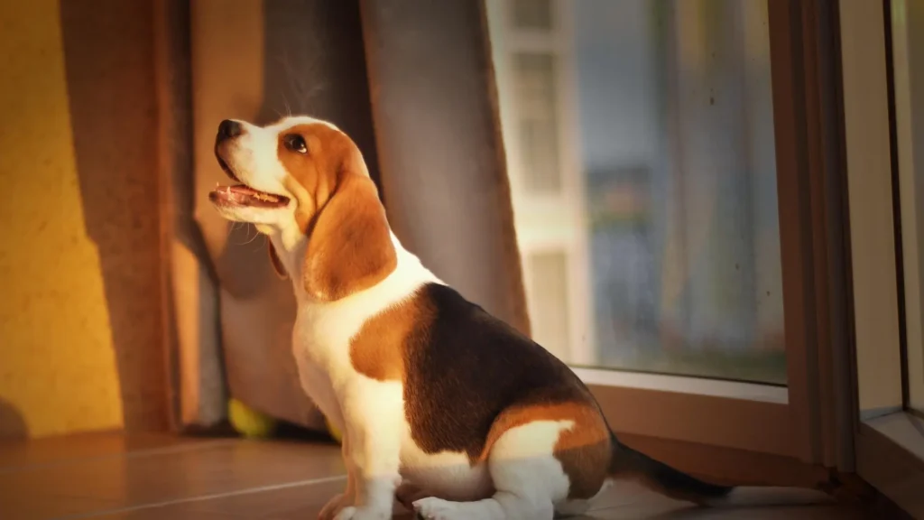 beagle history