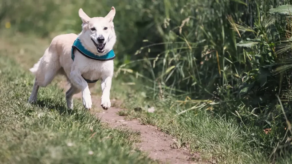 best place for dogs