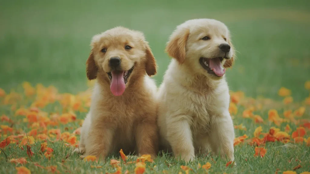 building relationship with dogs