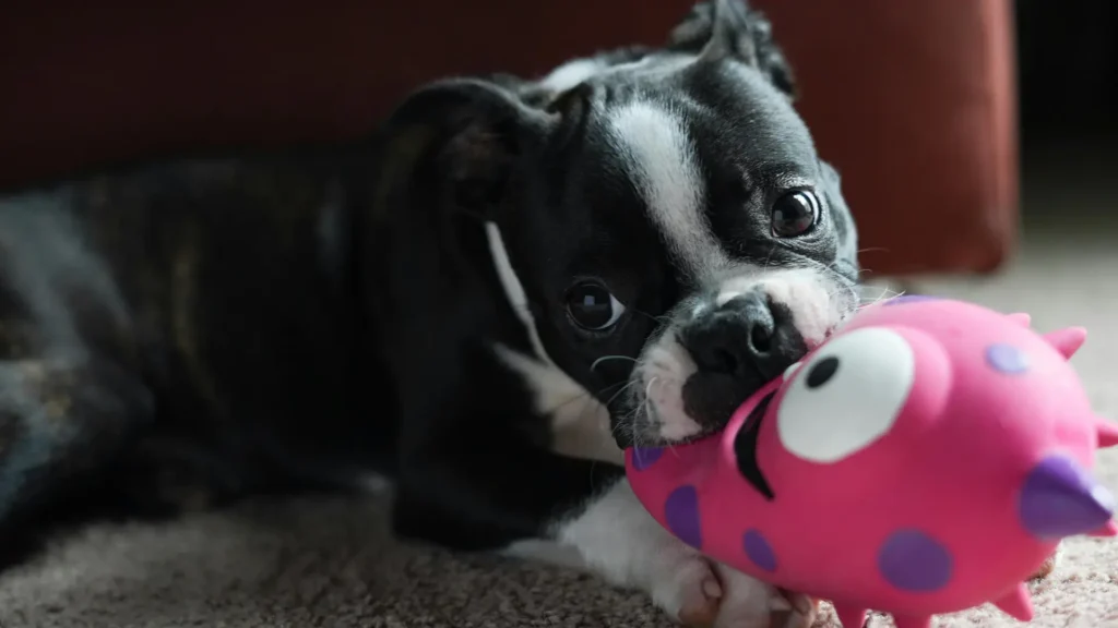 chewing in dogs