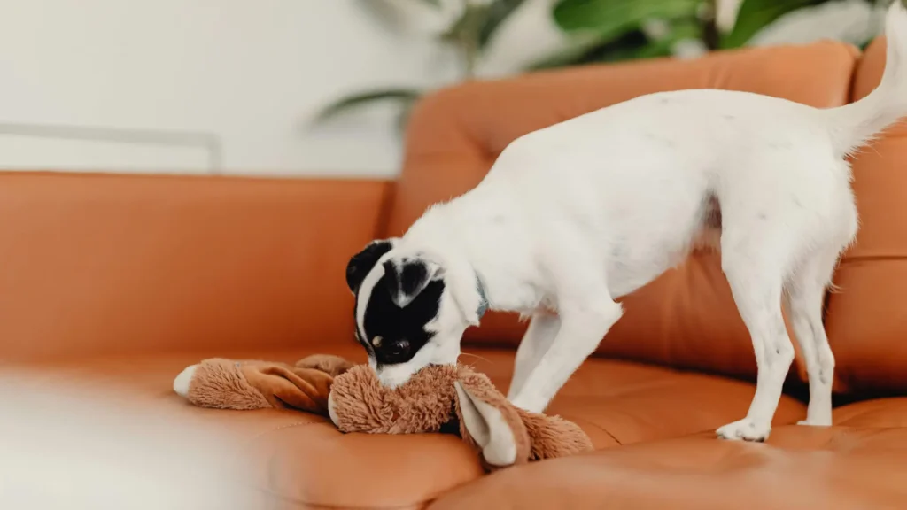 dog chewing sofa