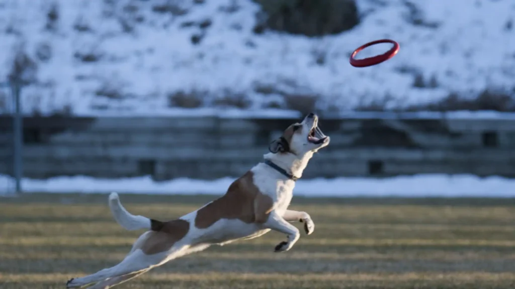 dog fetch