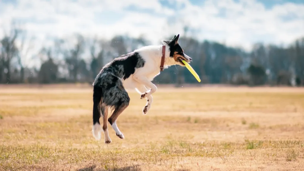 fetching toys