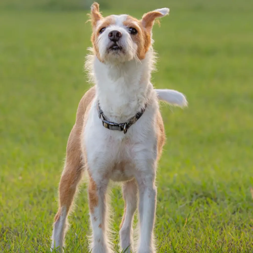 how to take dog photo