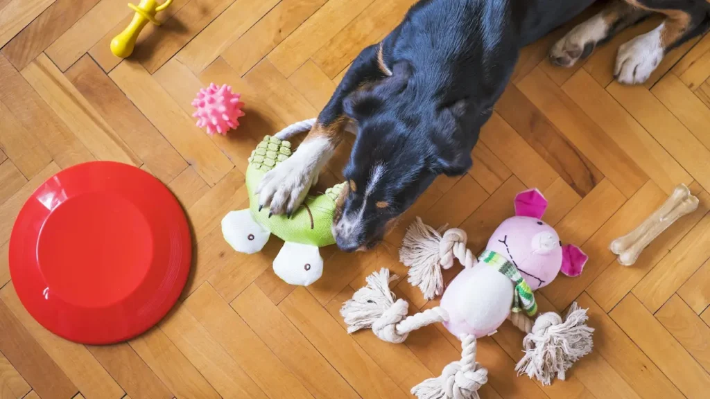 indoor games for dogs