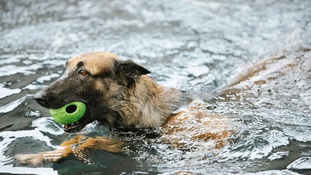 physical exercise for dogs