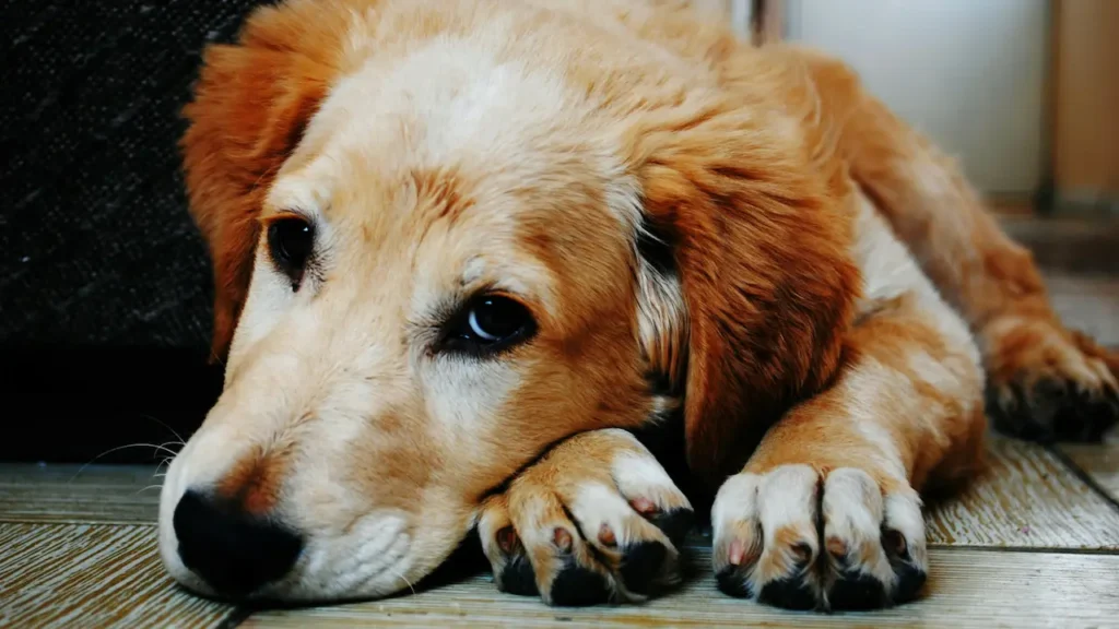 separation anxiety in dogs