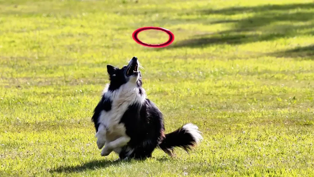 teaching dogs fetch