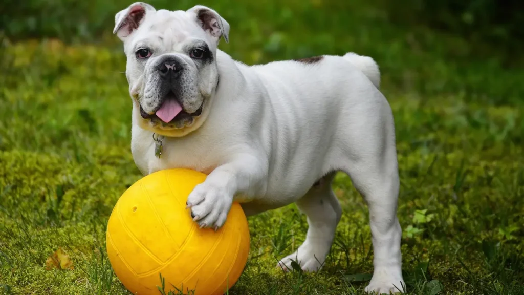 understanding dog language