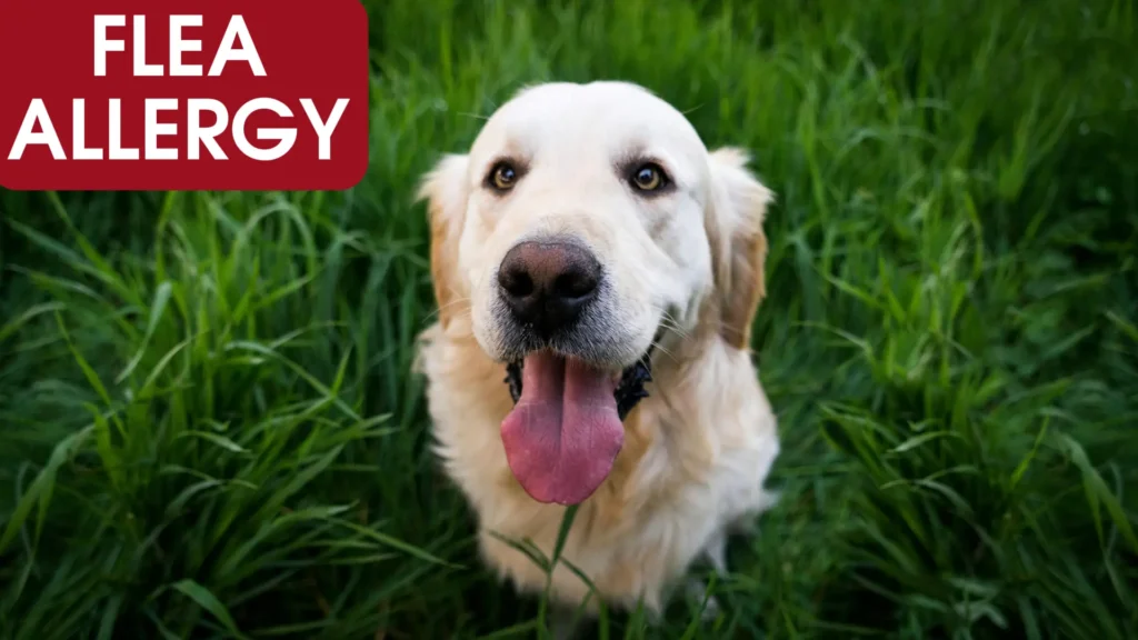 Flea Allergy Dermatitis