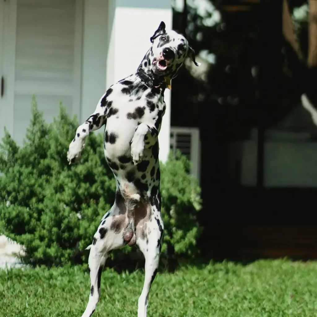 Guide to Stopping dog jumping on guests