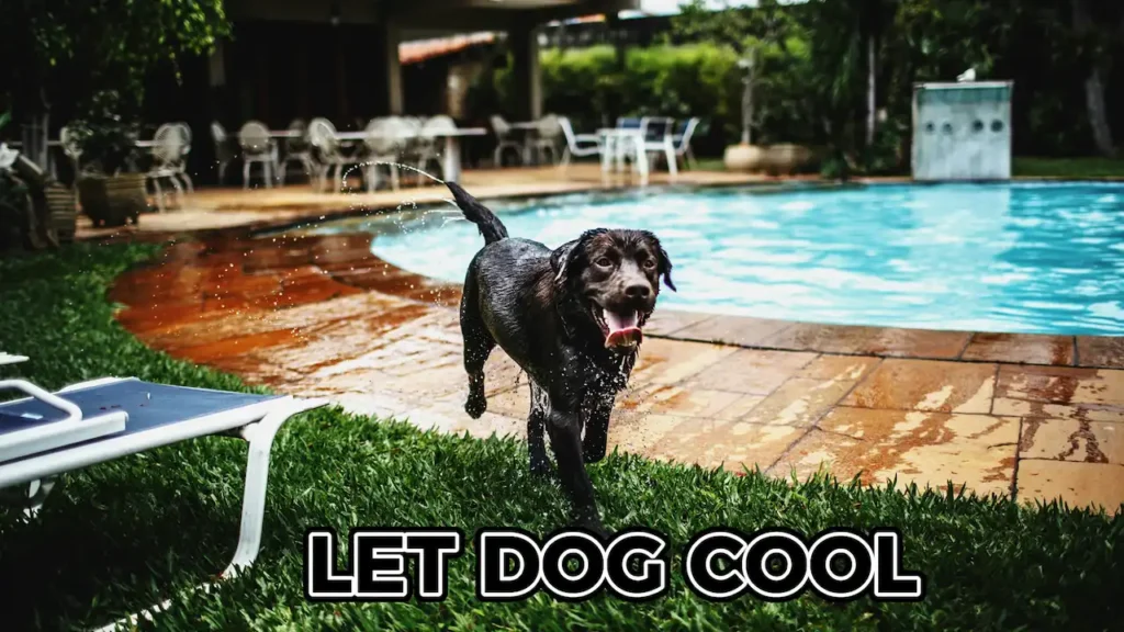LET DOG COOL IN WATER