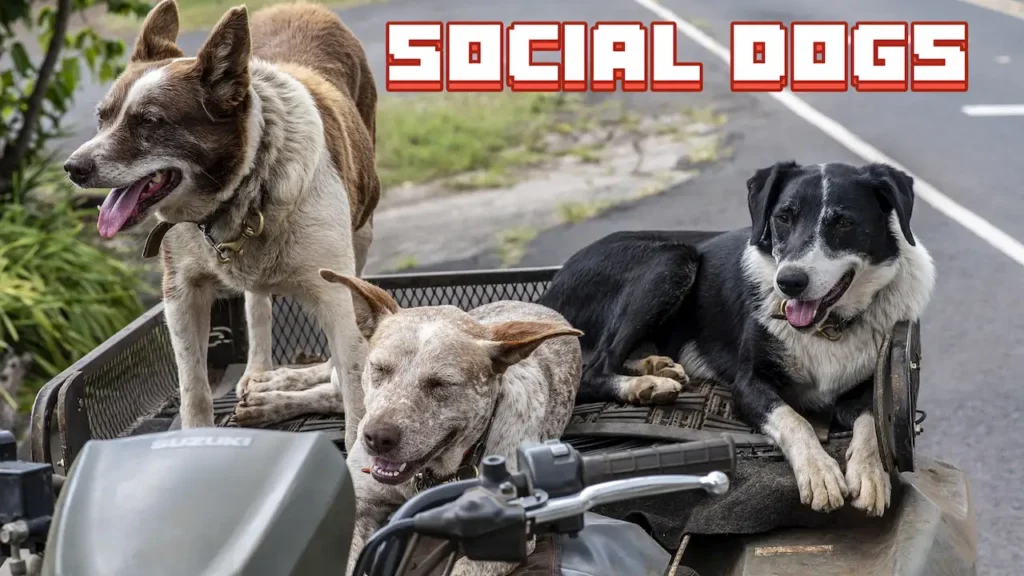 SOCIAL DOGS